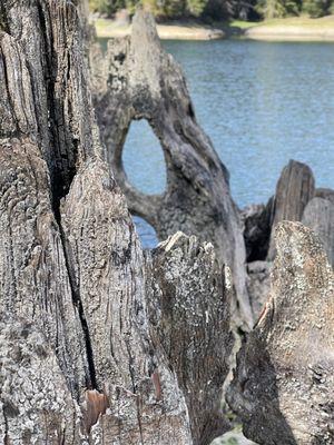 Dead wood tree barks give it a nice character!