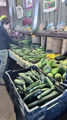 Zucchini  and squash