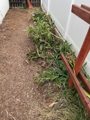 You can see the damage done to my comfrey and the empty tomato cage against the house.