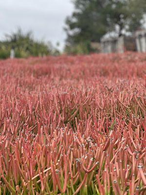 Las Flores Nursery