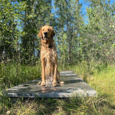 Golden after a swim