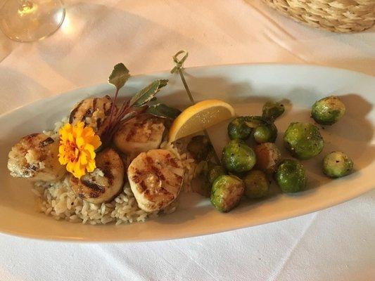 Sea Scallops