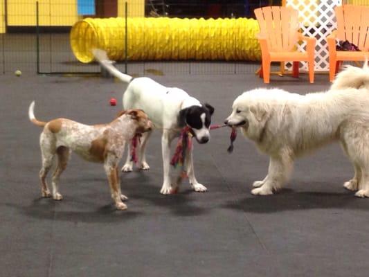 3 Dog Tug-a-War