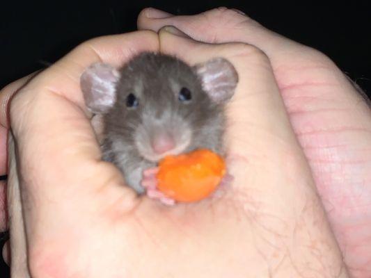 A dumbo pet rat