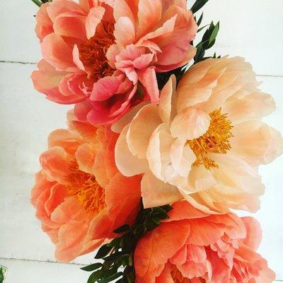 The most gorgeous peonies I've ever seen!