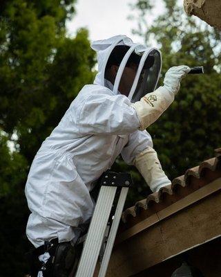 Cesar getting up on the roof for bee elimination service