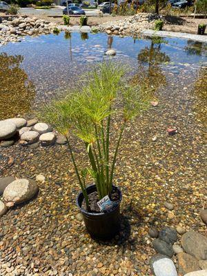 Papyrus getting ready to go into our yard From yellow Lotus water garden