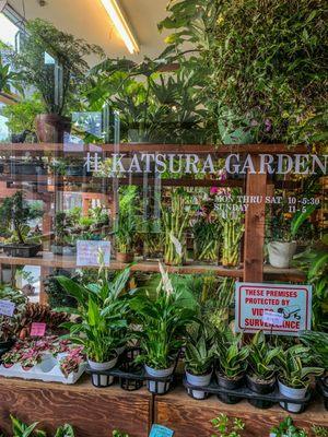 Katsura Garden great spot for old man Bonsai love and air plants to fill any void in a Millennials life...