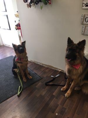 Bear and Nala, ready for their close up