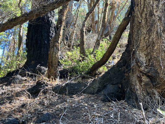 Fire-damaged trees