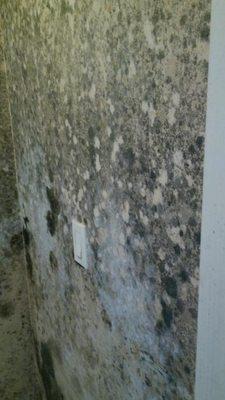 MOLD REMEDIATION