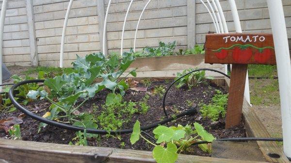 Children, teachers and parents work together in edible garden.