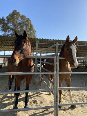 Willowbrook Equestrian Center & Riding Club