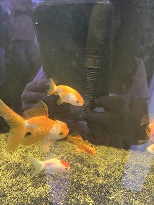 Some amazing goldfish