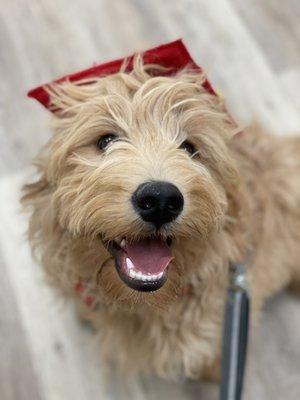 Puppy Kindergarten graduate, Topi.