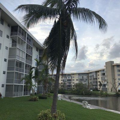 Up close at the coconut tree from 1999.