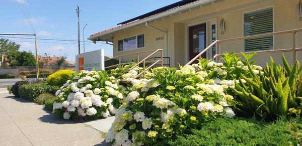 Hydrangea is fully blossomed!