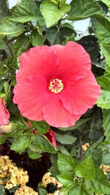 Beautiful hibiscus