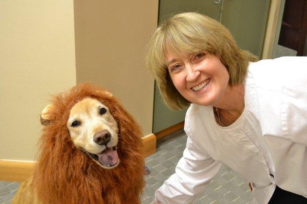 Georgie the golden retriever posing as the late Cecil the lion.