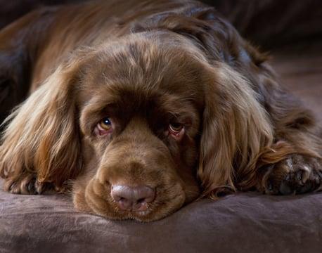 Donna Soderstrom Dog Training