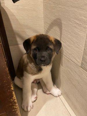 Akita puppy