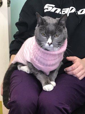 What? Real men wear pink. Gilbert one of the clinics resident cats.