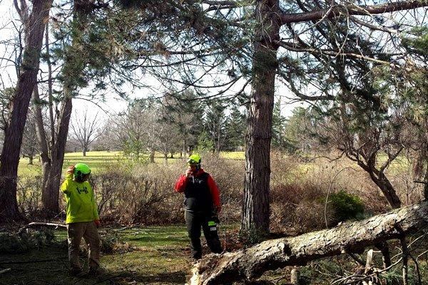 Tree removal services