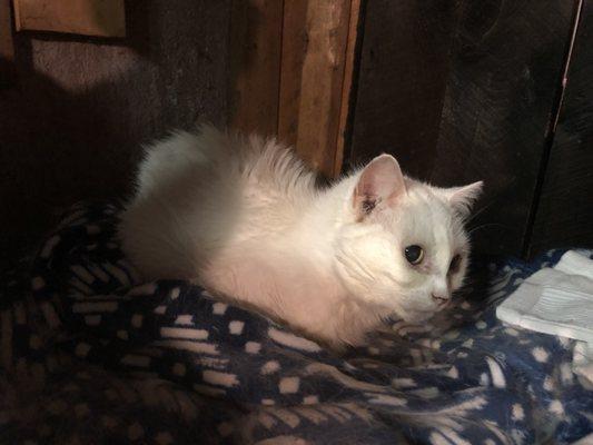 Falcor on her dryer perch.