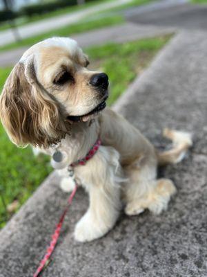 American Cocker Spaniel puppy