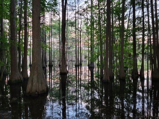 Cyprus Trees in mill pond