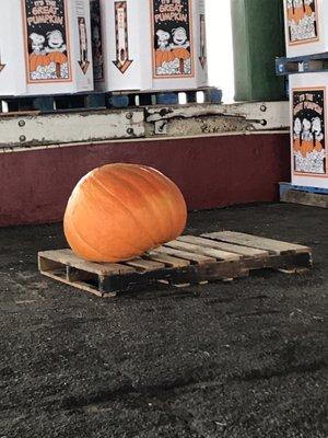 Giant pumpkin in the georgia grow shed