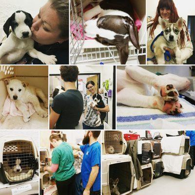 Our low-cost veterinary care clinic provides affordable, accessible spay/neuter surgeries