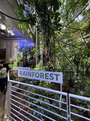 Rainforest