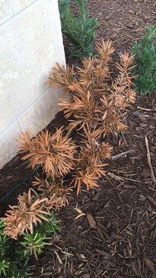 Dead shrubs first month of install #SouthCoastGrower