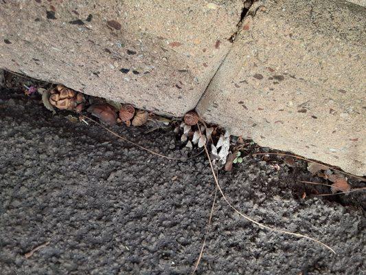 The cheap overlay we got on the rundown streets. Instead of cleaning before, asphalted over pinecones