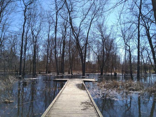 Wetland area with boardwalk