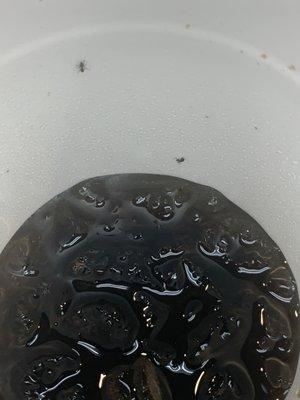 Ants in the sodas