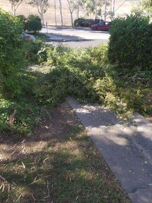 Trees blocking the walkway to the parking lot