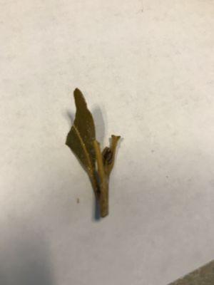 Stem/partial leaf in my food.