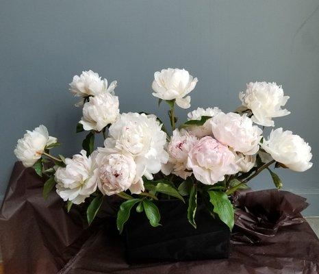 White Peonies