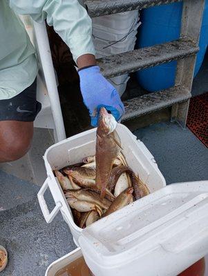 Today's haul. 60 ling and one Sea bass