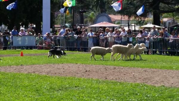 Sheep herding