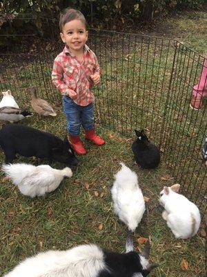 Chickens pigs ducks bunnies .... it doesn't get much better when you're 2!