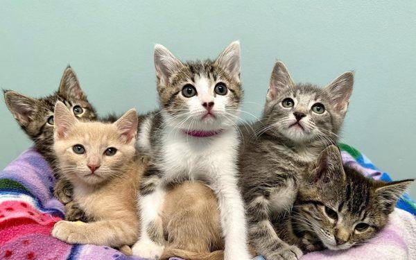 Homeless litters of kittens can be prevented by spaying/neutering