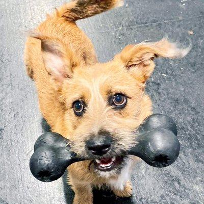 Pepper enjoying a Kong bone