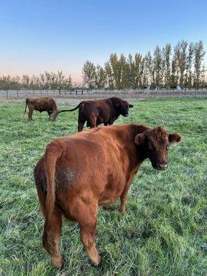 Hand Raised Grass Fed Beef