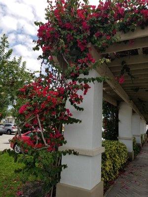 Beautiful flowers in parking lot