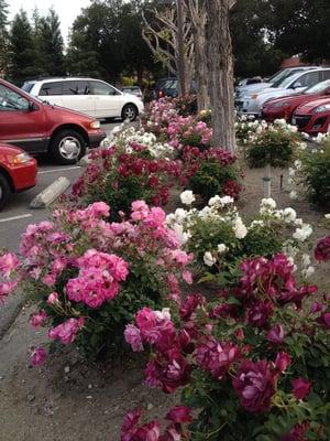 Roses in the parking lot.