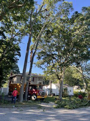 Lyon Tree Service