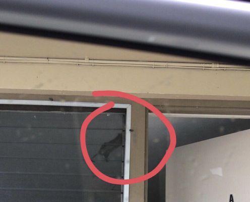 Rat hanging on top of unit A's screen. I was so disgusted I had to take a snap